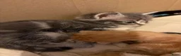 Mixed Breed cats for sale: Cute kittens almost ready for their forever homes - Advert 10