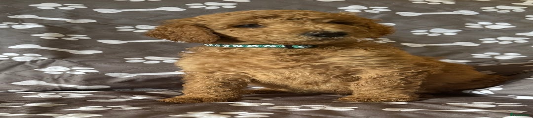 Standard Poodle Puppy 1