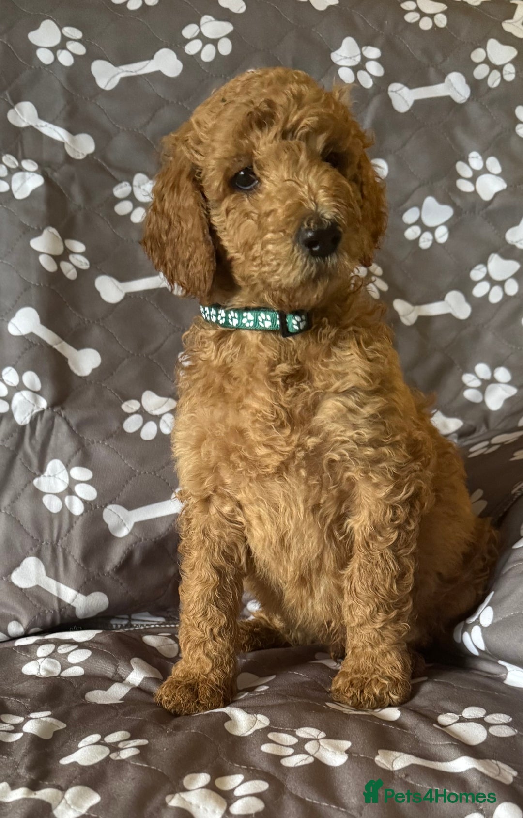 Standard Poodle dogs for sale: Standard Poodle Puppies  - Image 9