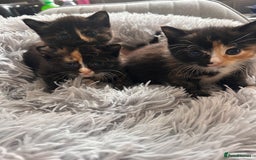 Domestic Shorthair cats for sale: Girl 1 left ❤️😻❤️ 7wks and ready to leave  - Image 2