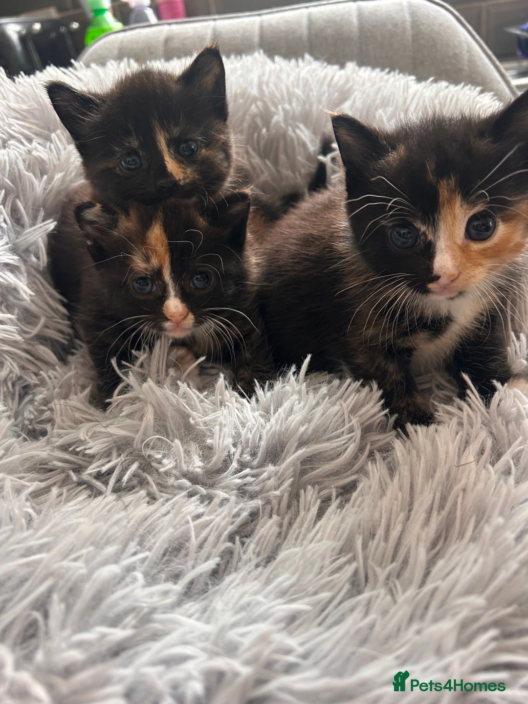 Domestic Shorthair cats for sale: Girl 1 left ❤️😻❤️ 7wks and ready to leave  - Image 2