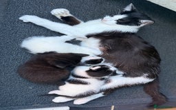 Mixed Breed cats for sale: 3 Kittens looking for their forever Homes - Image 1