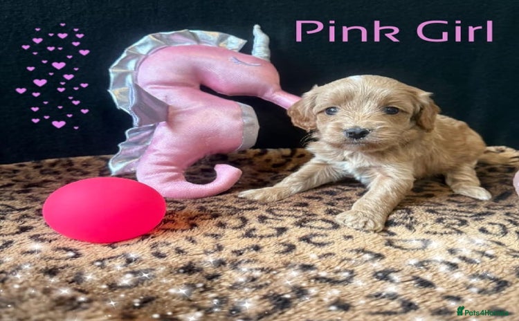 Cavapoo dogs - Advert 2