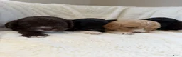 Cavapoo dogs for sale: Cavapoo puppies f1  - Advert 24