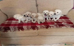 Golden Retriever dogs for sale: Golden Retriever Puppies - Mum & Dad family pets - Image 4
