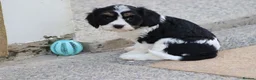 Cavapoo dogs for sale: COCKERLIERPOO puppies for sale - Advert 16
