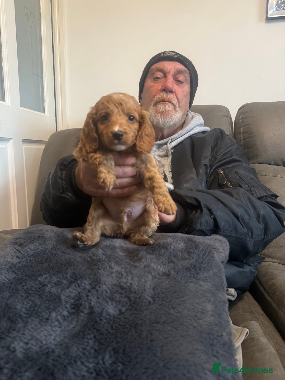 Cockapoo dogs for sale: Cockapoo f2 pups  - Image 6