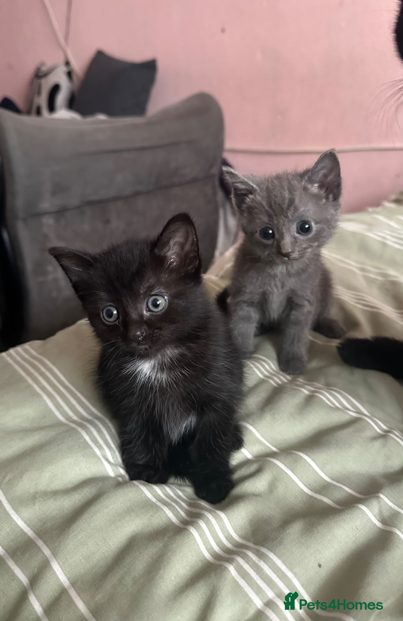 Domestic Shorthair cats Sweet playful baby kittens ready to find a home  - Advert 5