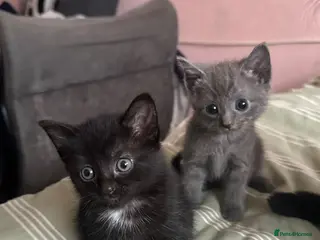 Domestic Shorthair cats Sweet playful baby kittens ready to find a home - Advert 5