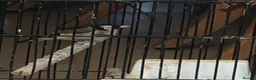 Finches birds for sale: Female gold finch  in Pinner - Advert 1