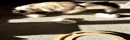 Ragdoll cats for sale: 3 Purebred Males - Advert 5
