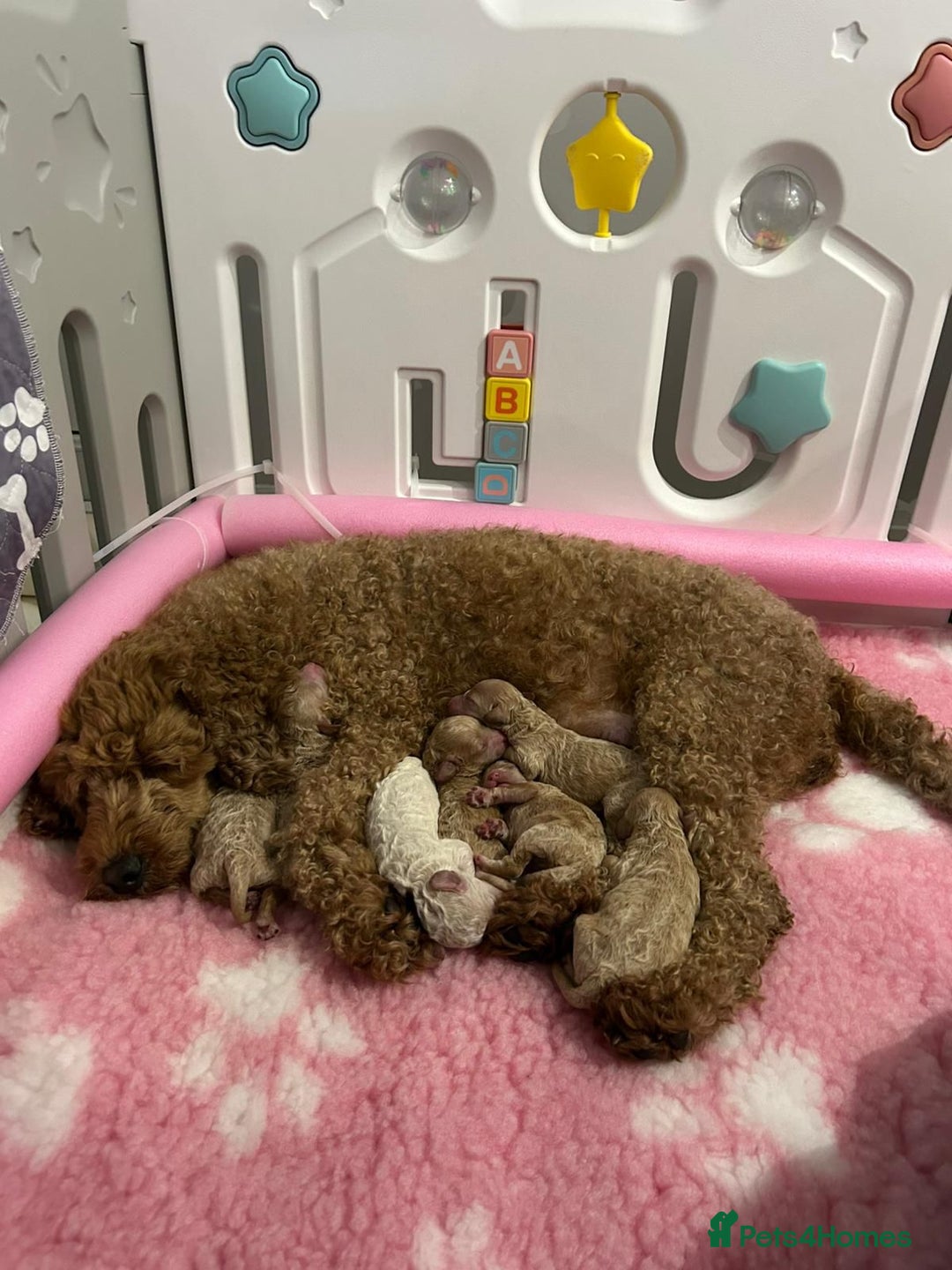 Toy Poodle dogs for stud: Quinn Red & white Toy Poodle for Stud ONLY. in Northampton - Advert 34