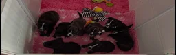 Jack Russell dogs for sale: Jack Russell highland terrier puppies 6 weeks old - Advert 1