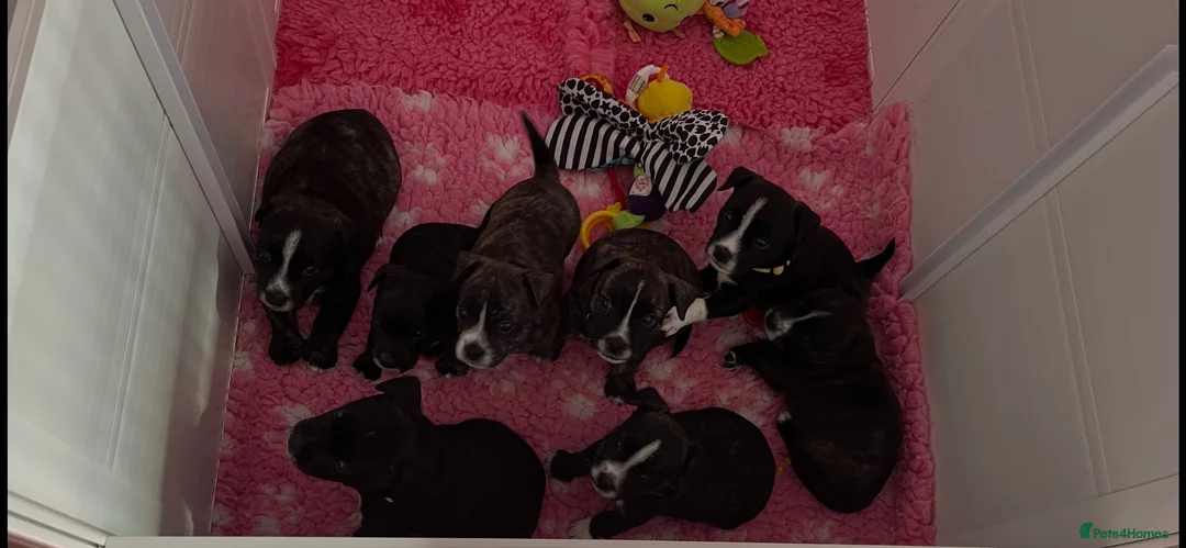 Jack Russell dogs for sale: Jack Russell highland terrier puppies 6 weeks old - Advert 1