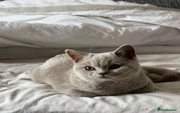 British Shorthair cats for sale: Beautiful male lilac british shorthair  - Image 2