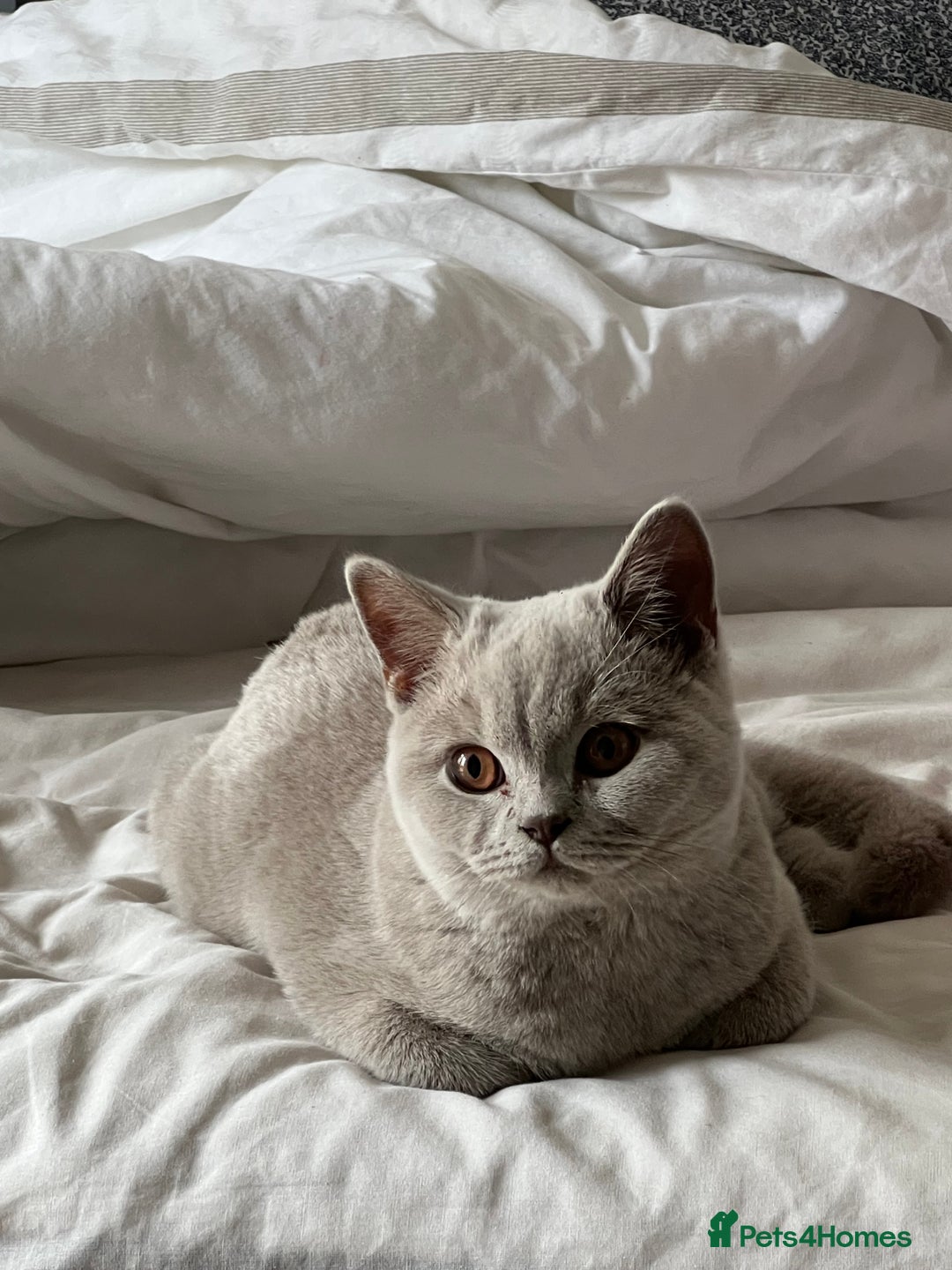 British Shorthair cats for sale: Beautiful male lilac british shorthair  - Image 2