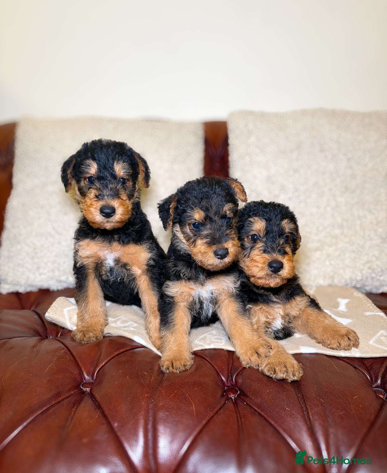Airedale Terrier dogs for sale: 💕 QUALITY FRIENDLY KC AIREDALE TERRIERS 💕 - Advert 2