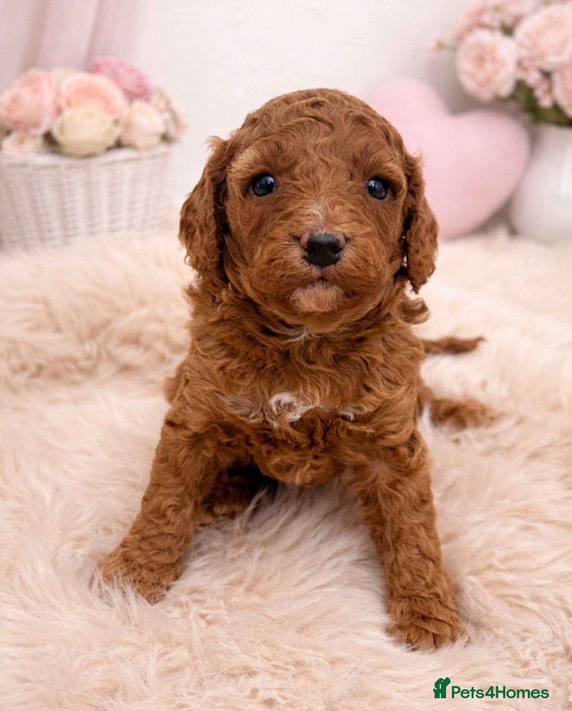 Cavapoo dogs Stunning F1b Cavapoo’s Health Tested Parents - Advert 2
