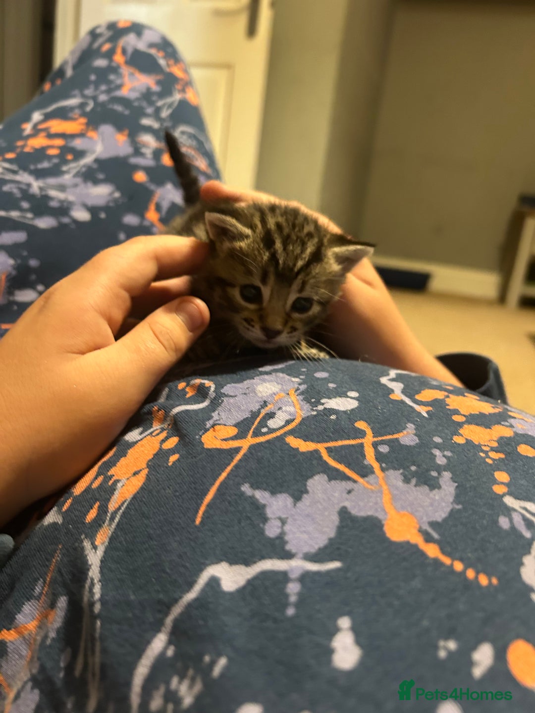 Mixed Breed cats for sale: Beautiful kittens  - Image 13