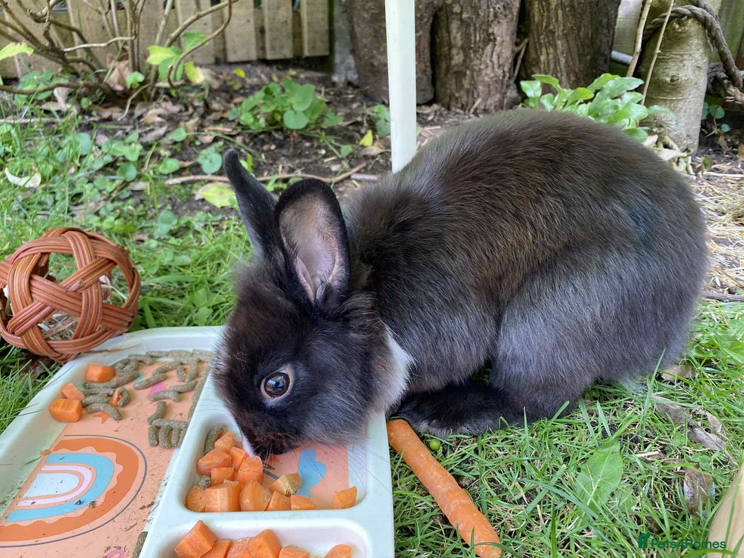 Mini Lop rabbits for sale: Minilop and lionhead bunny for sale - Image 3