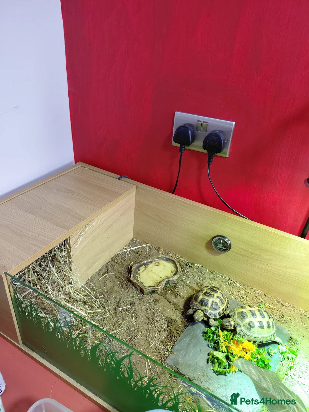 Tortoise reptiles for sale: Horsefield Tortoises  - Advert 3