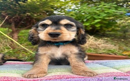 Cocker Spaniel dogs for sale: KC show cocker spaniel puppies. Ready Now! - Image 15