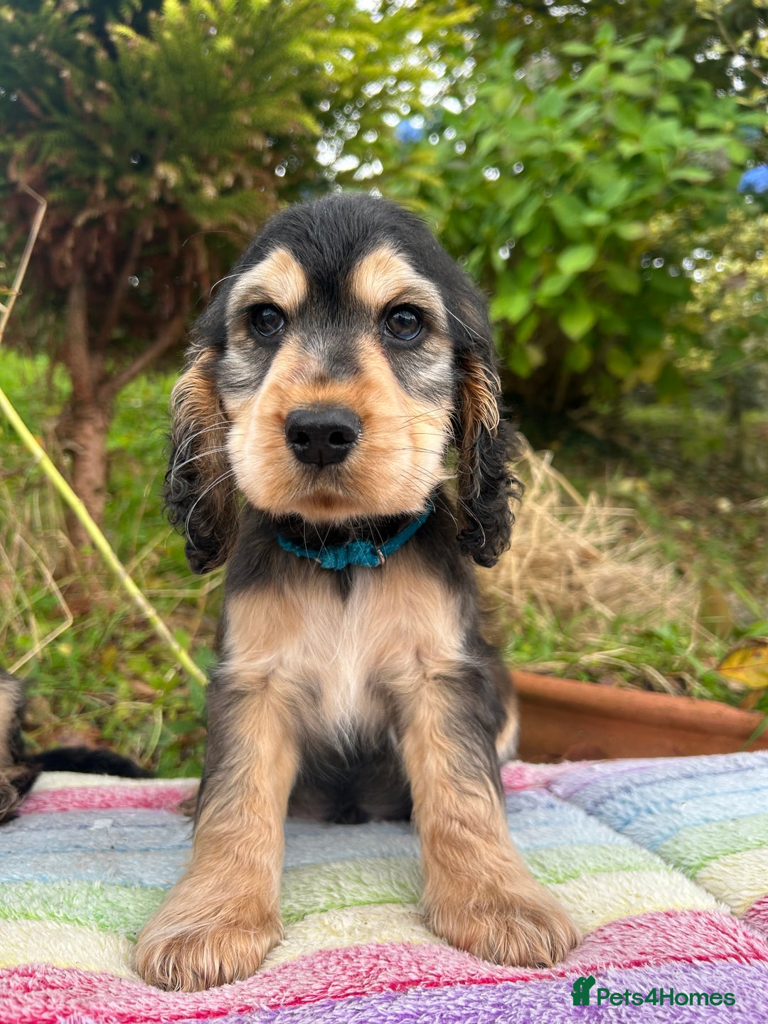 Cocker Spaniel dogs for sale: KC show cocker spaniel puppies. Ready Now! - Image 15