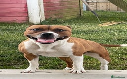 Staffordshire Bull Terrier dogs for sale: Staffordshire Bull Terrier  - Image 1