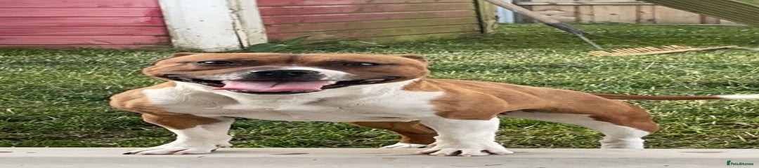 Staffordshire Bull Terrier