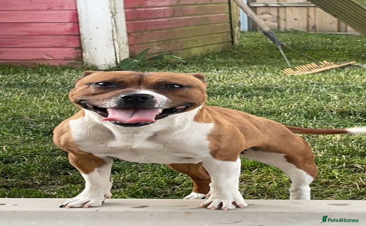 Staffordshire Bull Terrier dogs - Advert 1