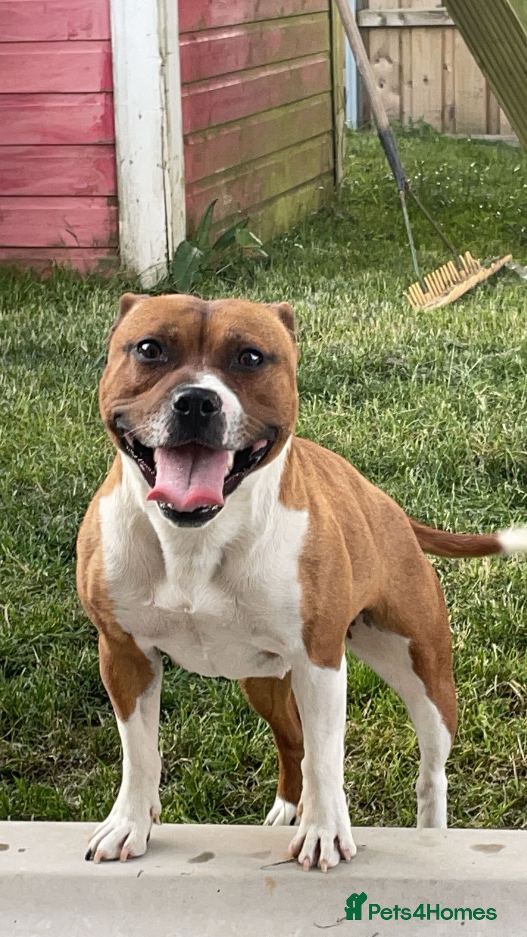 Staffordshire Bull Terrier dogs for sale: Staffordshire Bull Terrier  - Image 1
