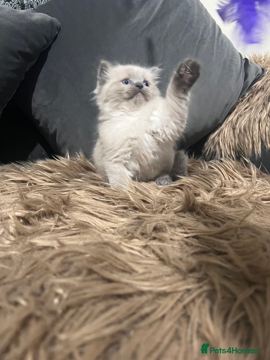 Ragdoll cats for sale: Only 2 left Beautiful ragdoll kittens🌹😊 - Image 6