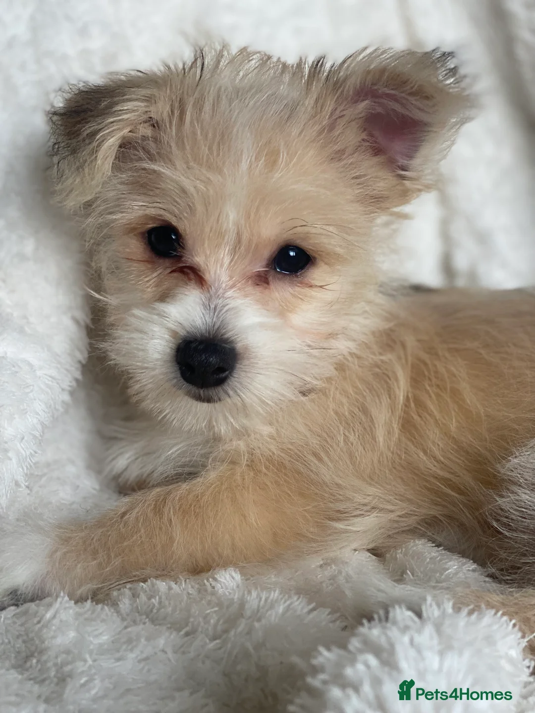 Mixed Breed dogs for sale: Ready to go! Unique mix - Maltese x JackChi Pups - Advert 25