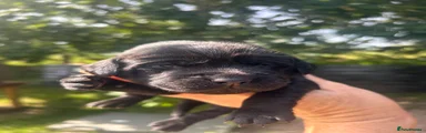 Cockerdor Puppy 6