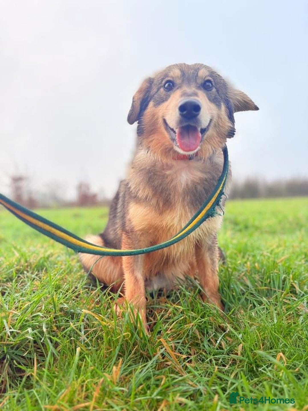 Mixed Breed dogs for adoption: Dave - Norwich Norfolk  - Advert 11