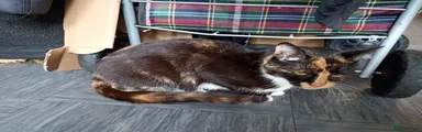 Mixed Breed 3
