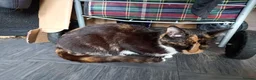 Mixed Breed cats for sale: Ginger and white - Advert 2