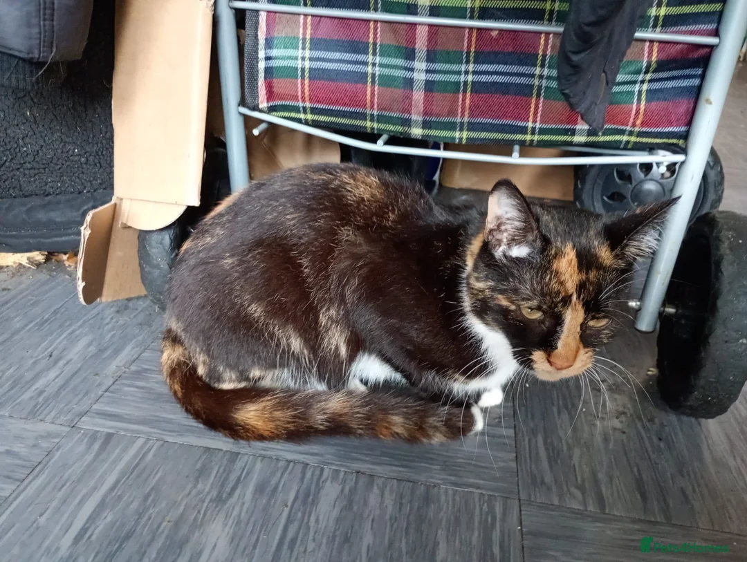 Mixed Breed cats for sale: Ginger and white - Advert 2