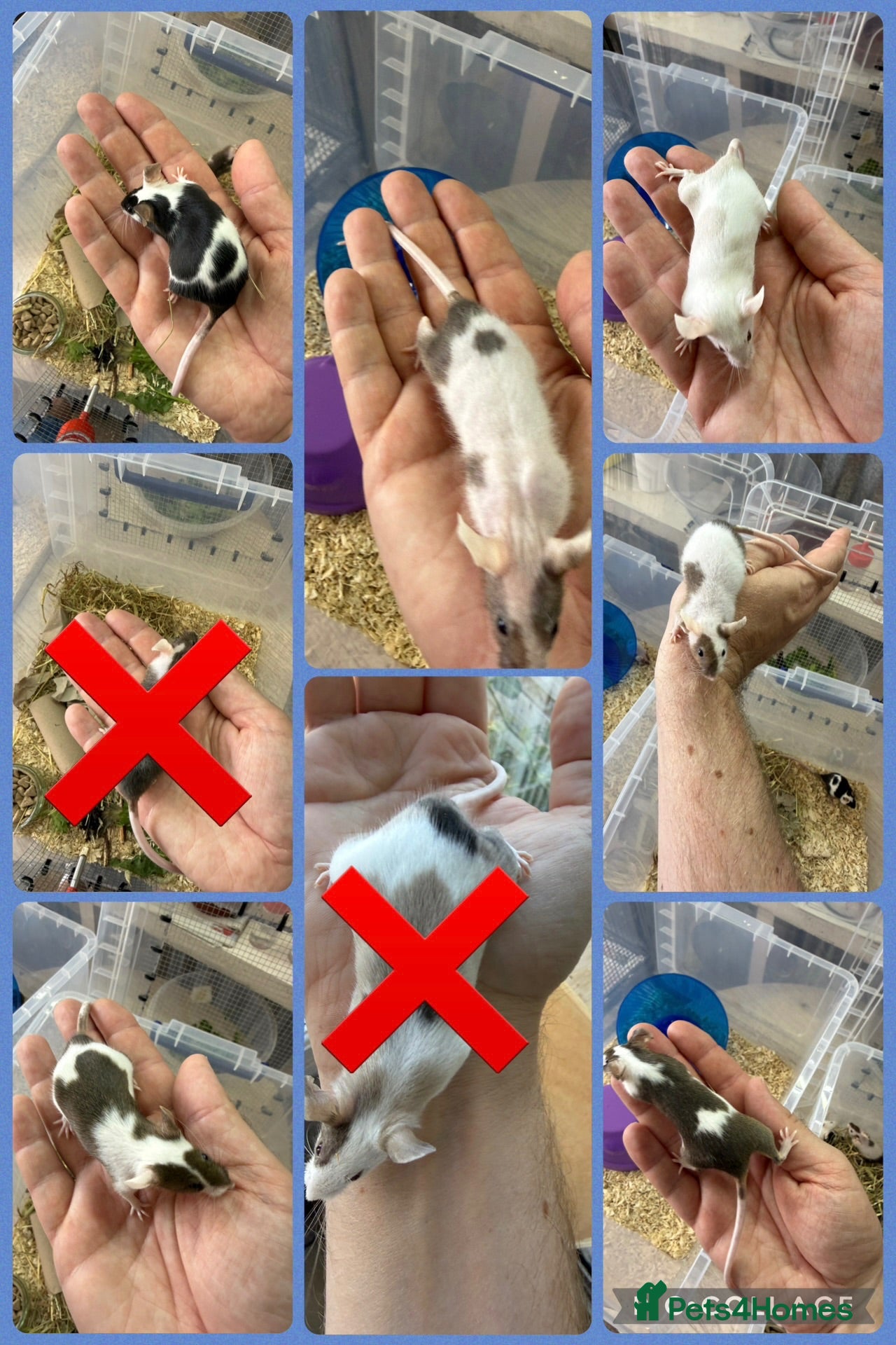 Mouse rodents Friendly Fancy Mice - Males UPDATED 8/8/26 - Advert 1