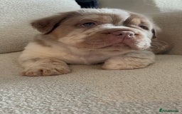 Olde English Bulldogge dogs for sale: READY NOW ✨ FLUFFY OLDE ENGLISH BULLDOGS  - Image 13