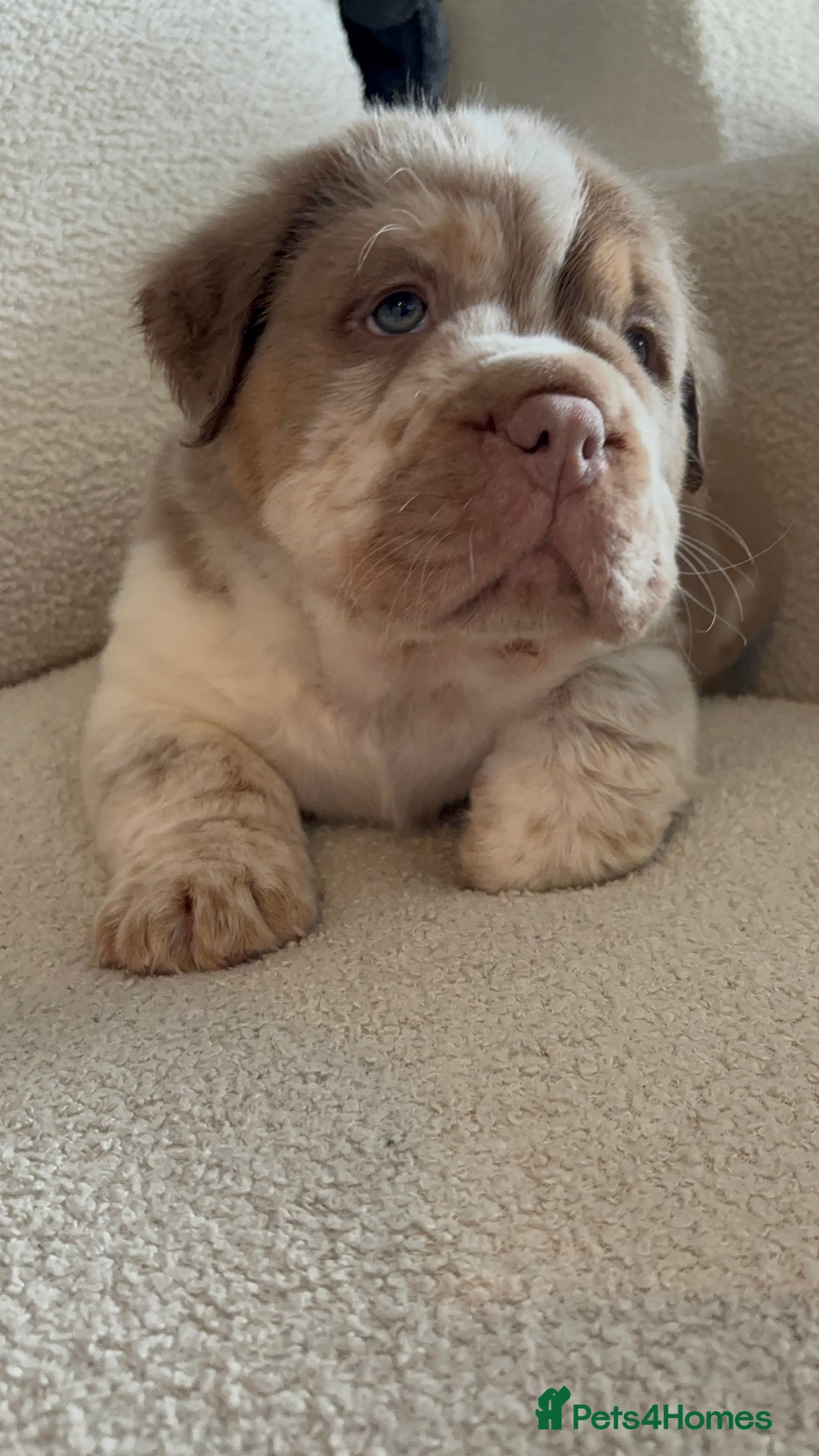 Olde English Bulldogge dogs for sale: READY NOW ✨ FLUFFY OLDE ENGLISH BULLDOGS  - Image 13