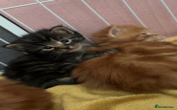 Maine Coon cats for sale: 5 gorgeous 3/4 Maine coon babys - Image 8