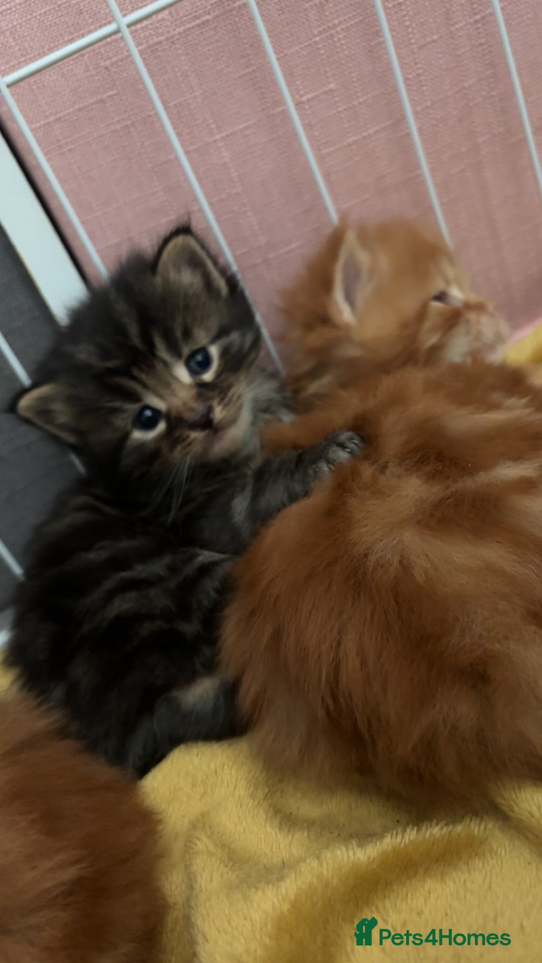 Maine Coon cats for sale: 5 gorgeous 3/4 Maine coon babys - Image 8