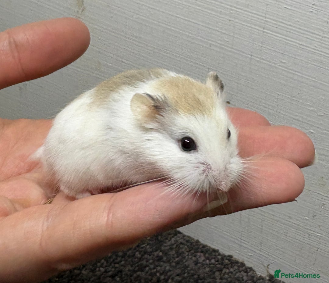 Hamster rodents for sale: Dwarf robrovski hamster babies  - Image 7