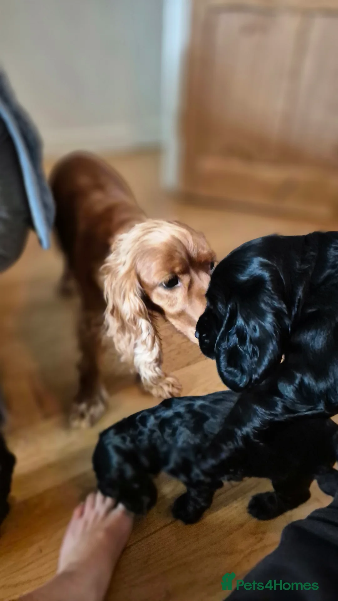 Cocker Spaniel dogs for sale: Mr Paul Bell - Advert 3