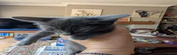Exotic cats for sale: Marshmallows babies - Advert 3