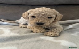Labradoodle dogs for sale: Miniature Labradoodle puppies - Image 1