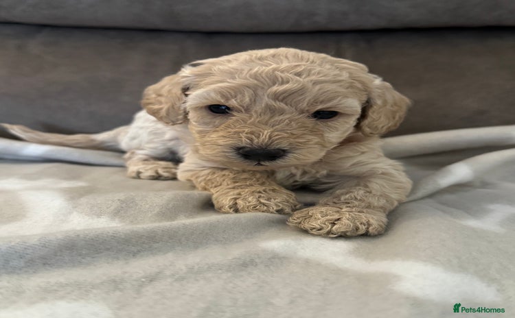 Labradoodle dogs - Advert 5