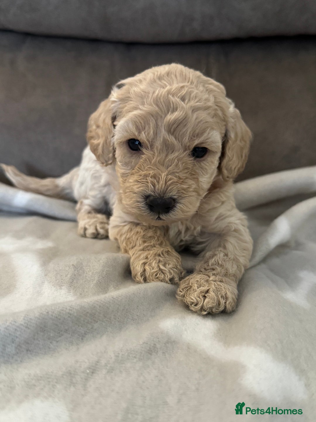 Labradoodle dogs for sale: Miniature Labradoodle puppies - Image 1