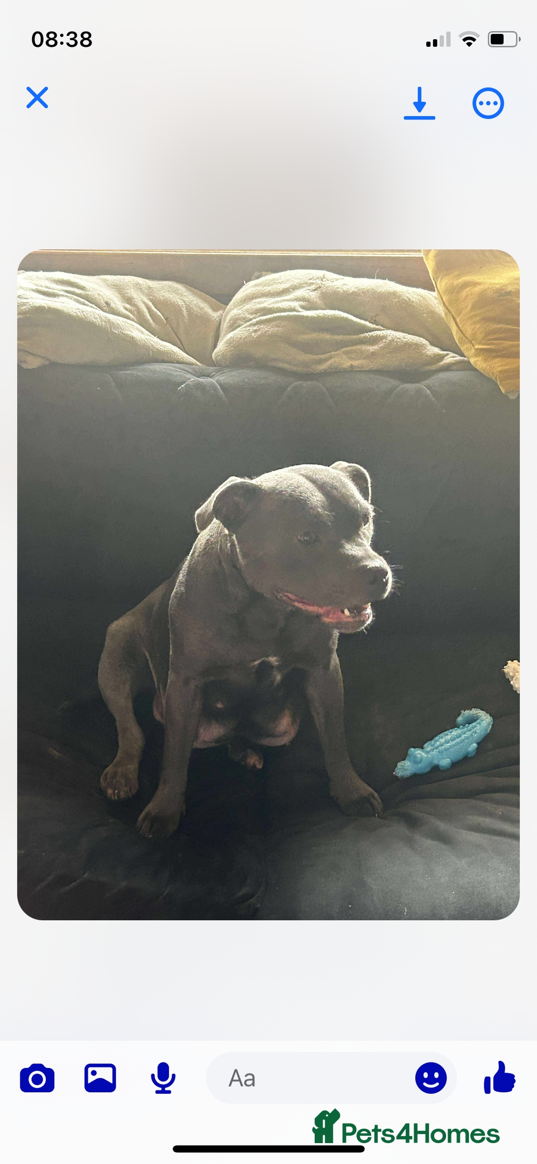 Staffordshire Bull Terrier dogs for sale: Blue Staffordshire Bull Terrier puppies - Image 3